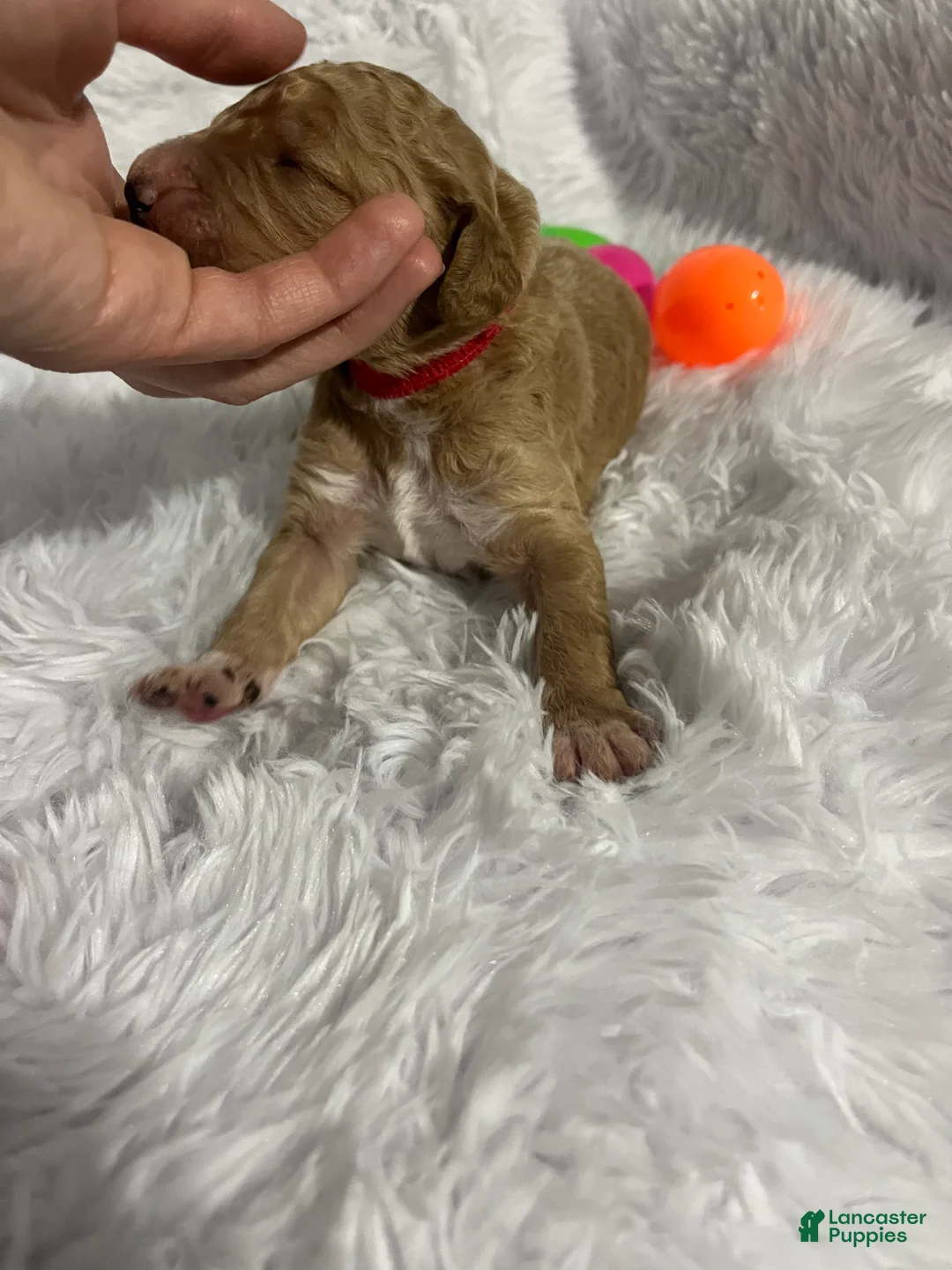 Goldendoodle dogs for sale: Goldendoodle Puppy 1 - Ad 1