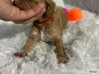Goldendoodle dogs Goldendoodle Puppy 1 - Ad 3