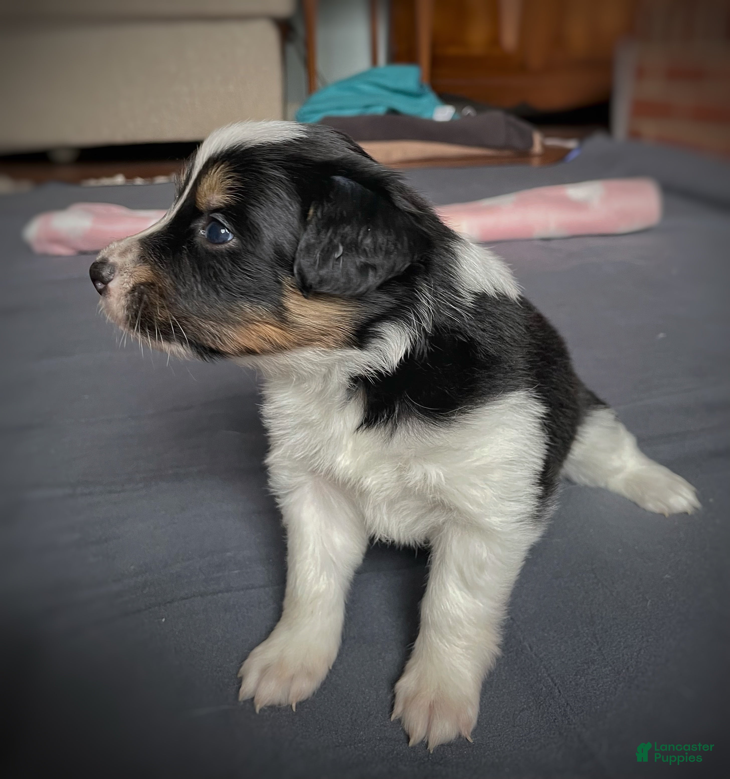 Mixed Breed dogs Renee - Ad 4