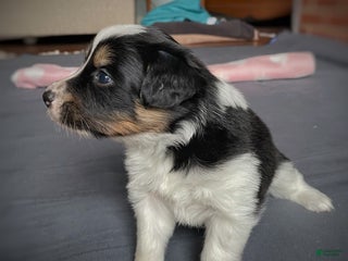 Mixed Breed dogs Renee - Ad 6