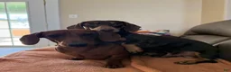 Dachshund dogs for sale: Sophie  - Ad 10