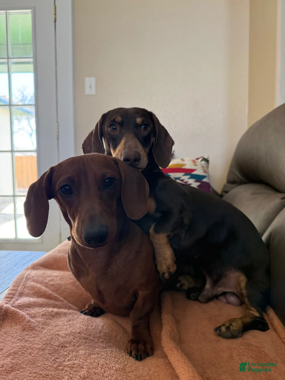 Dachshund dogs for sale: Sophie  - Ad 10
