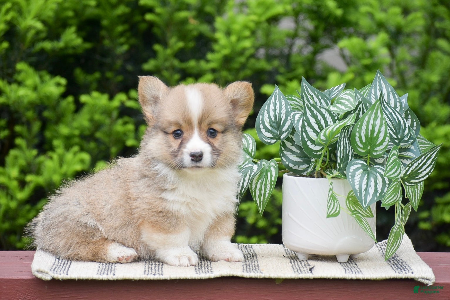 Welsh Corgi Pembroke dogs Finnegan - Ad 1
