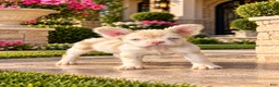 French Bulldog dogs for sale: Pink Prince - Ad 5