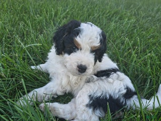 Mini Bernedoodle dogs - Ad 14