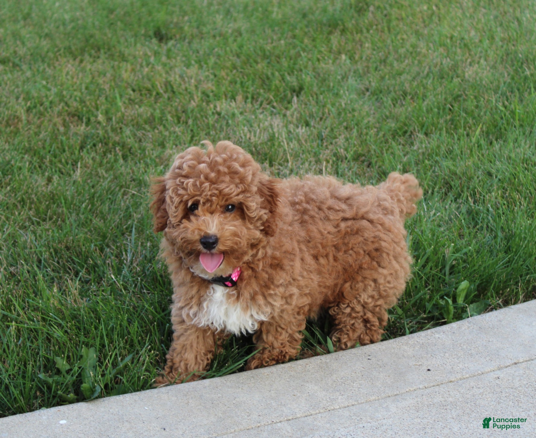 Miniature Poodle dogs Bella - Ad 2