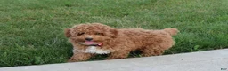 Miniature Poodle dogs for sale: Bella - Ad 2