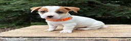 Jack Russell Terrier dogs for sale: Rio - Ad 1