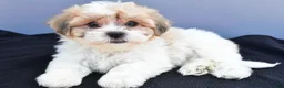Teddy Bear dogs for sale: Ty - Ad 5