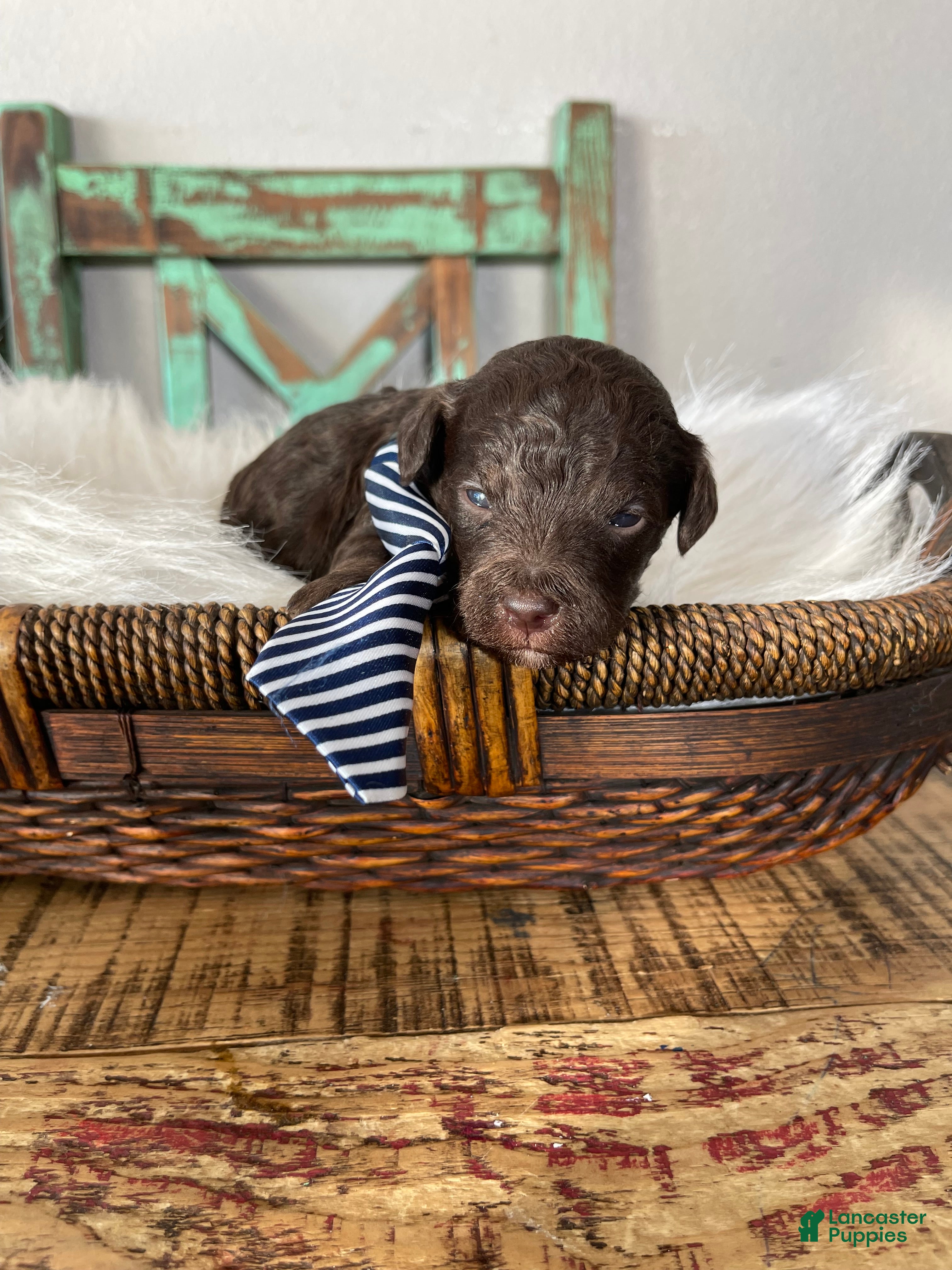 Miniature Poodle dogs Akc Clear Chocolate Phantom Boy 2 - Ad 1