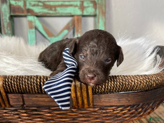 Miniature Poodle dogs Akc Clear Chocolate Phantom Boy 2 - Ad 1