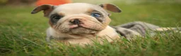 English Bulldog dogs for sale: Sebastian English Bulldog  - Ad 10