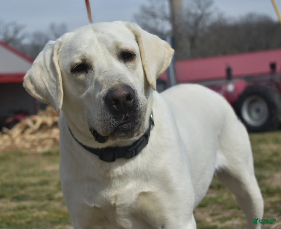 Labrador Retriever dogs for sale: Labrador Retriever Puppy 3 - Ad 5