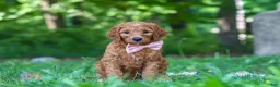 Goldendoodle dogs for sale: Hailey - Ad 4