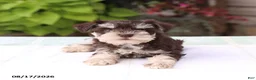 Miniature Schnauzer dogs for sale: Phoebe - Ad 3