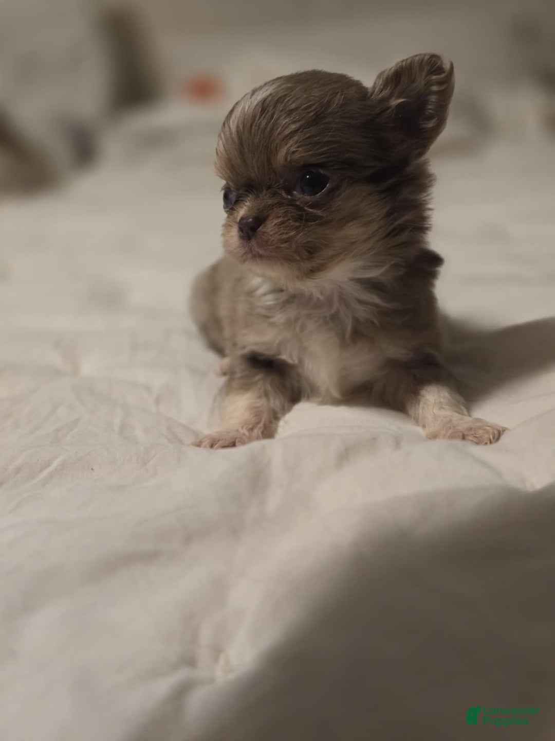 Chihuahua dogs for sale: Jazz - Ad 1