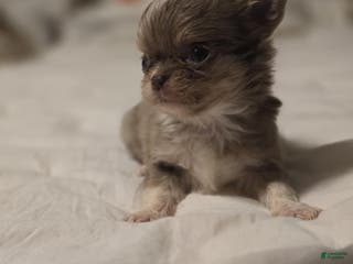 Chihuahua dogs Jazz - Ad 29