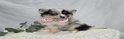 Pomsky dogs for sale: Tracy - Ad 4
