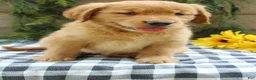 Golden Retriever dogs for sale: Trixie - Ad 8