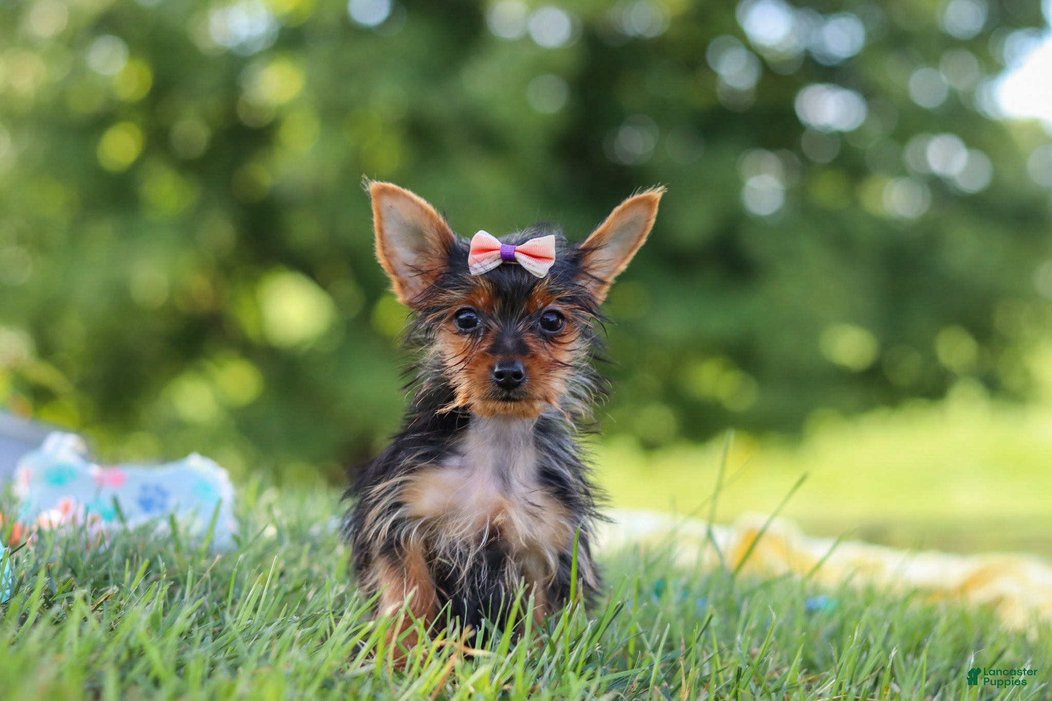 Yorkshire Terrier dogs Ellie - Ad 1