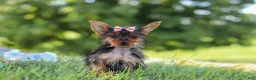 Yorkshire Terrier dogs for sale: Ellie - Ad 1