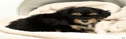 Yorkiepoo dogs for sale: Lacey - Ad 9