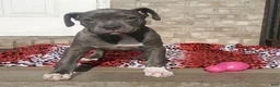 American Bully dogs for sale: "SNOOP DOGG" / BLUE NOSE - Ad 4
