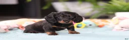 Dachshund dogs for sale: Ivy - Ad 7