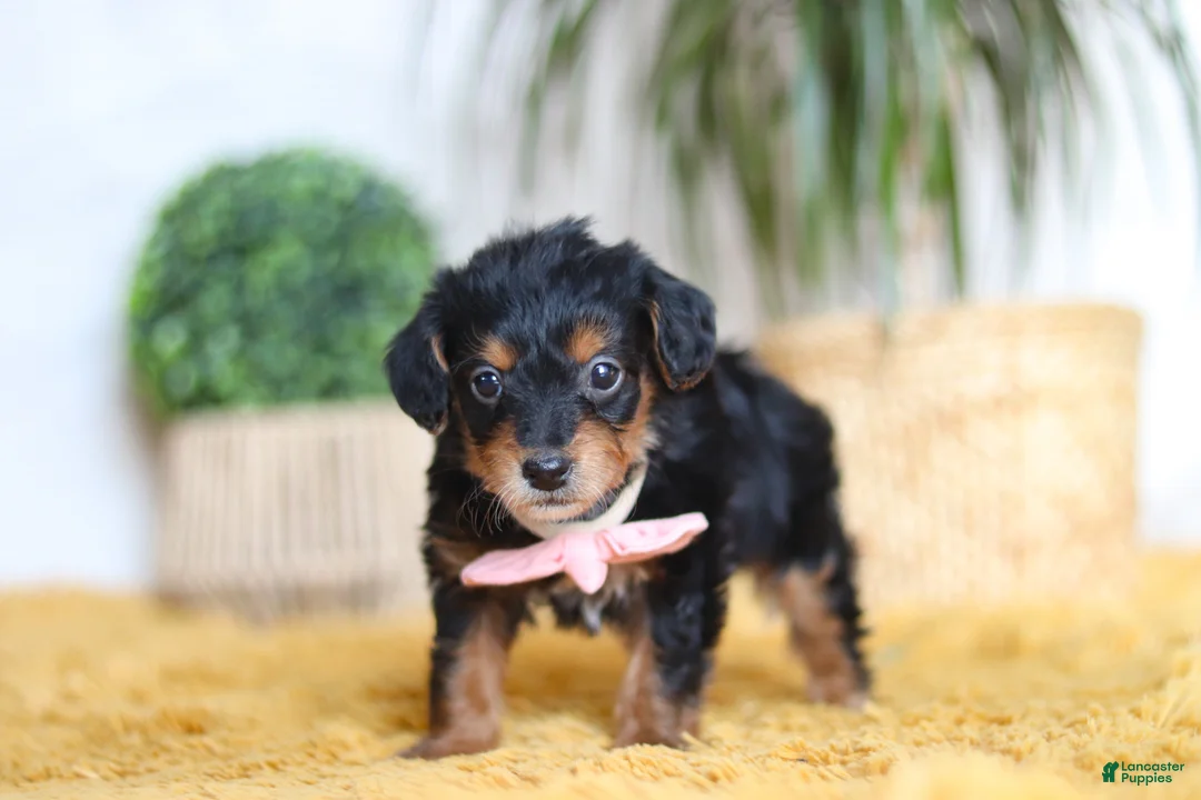 Yorkiepoo dogs for sale: Scarlett - Ad 7