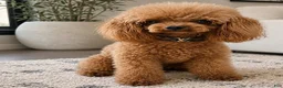 Toy Poodle dogs for sale: Toy Poodle 2 - Ad 4