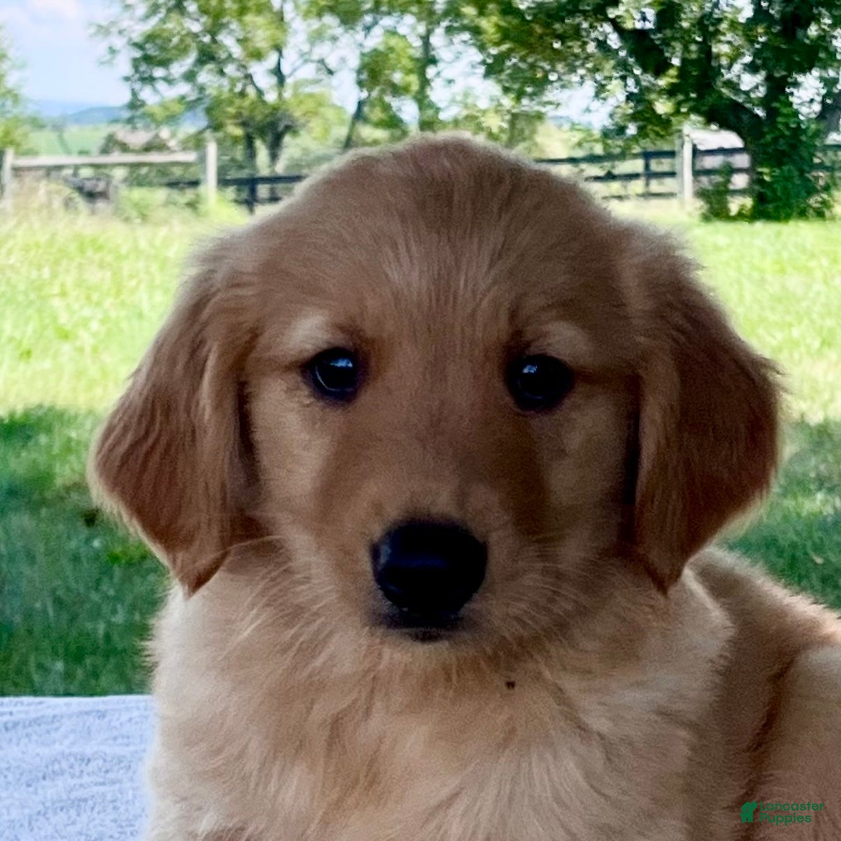 Golden Retriever dogs Dexter - Ad 1