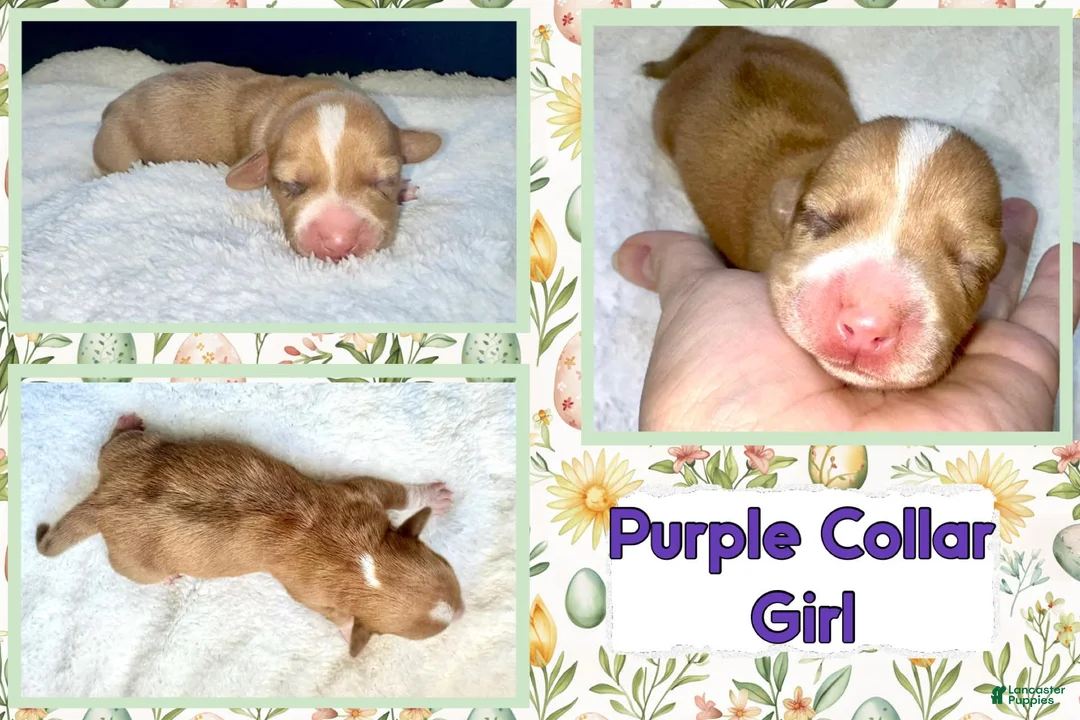 Miniature Dachshund dogs for sale: Miniature Dachshund Puppy 3 - Ad 1