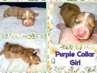 Miniature Dachshund dogs for sale: Miniature Dachshund Puppy 3 - Ad 2