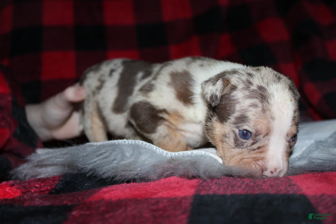 American Bully dogs for sale: Harvey  - Ad 4