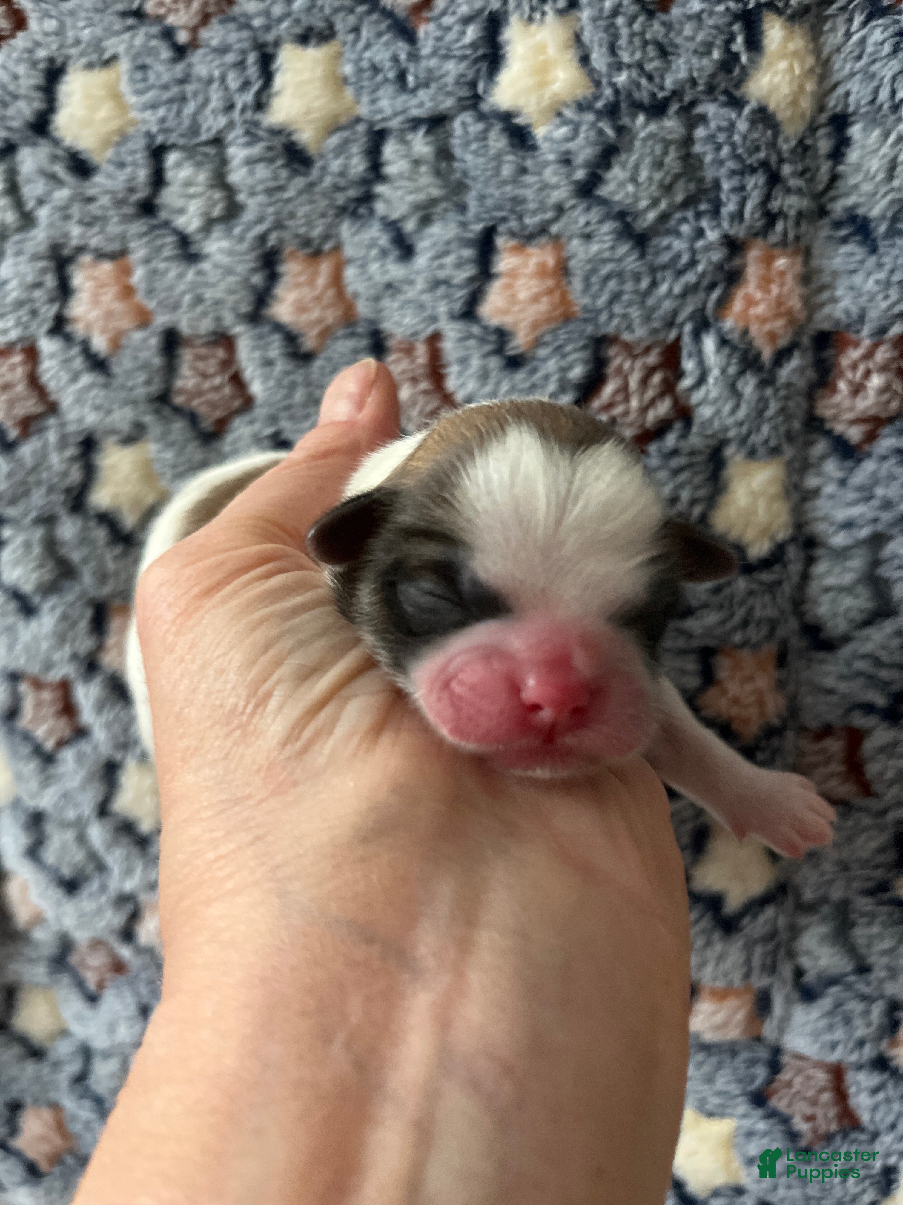 Shih Tzu dogs Faith - Ad 22