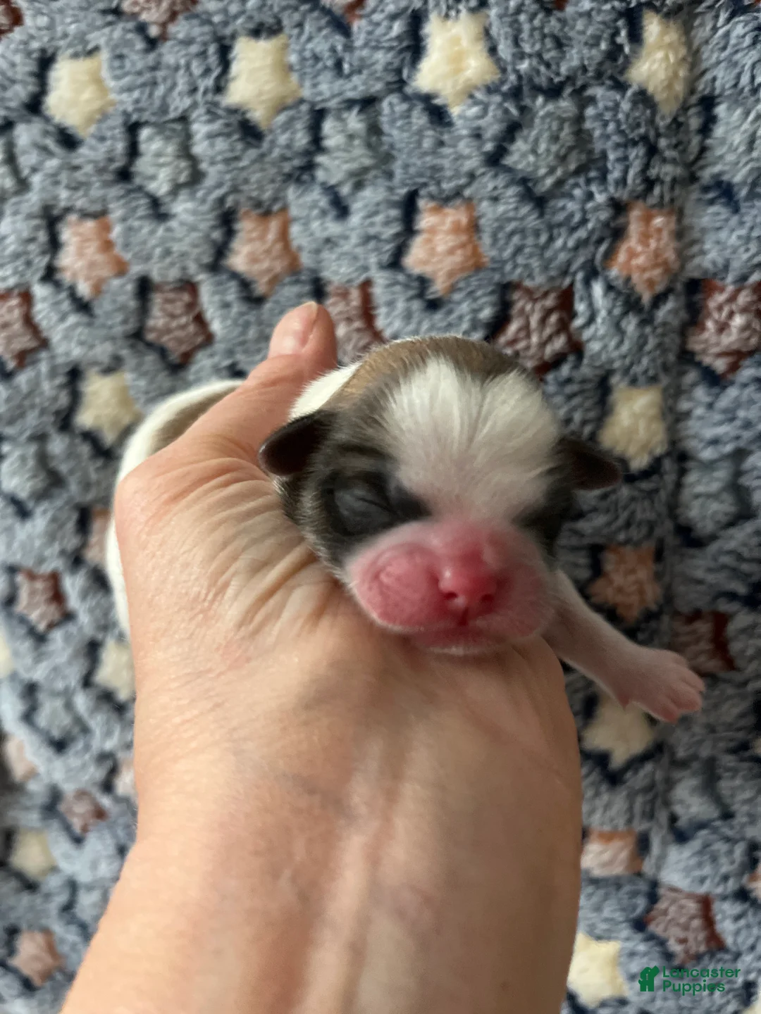 Shih Tzu dogs for sale: Faith - Ad 1