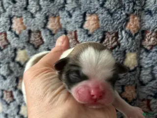 Shih Tzu dogs for sale: Faith - Ad 1