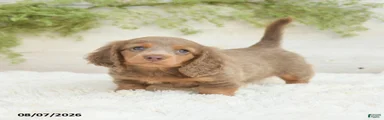 Luka