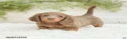 Miniature Dachshund dogs for sale: Luka - Ad 1