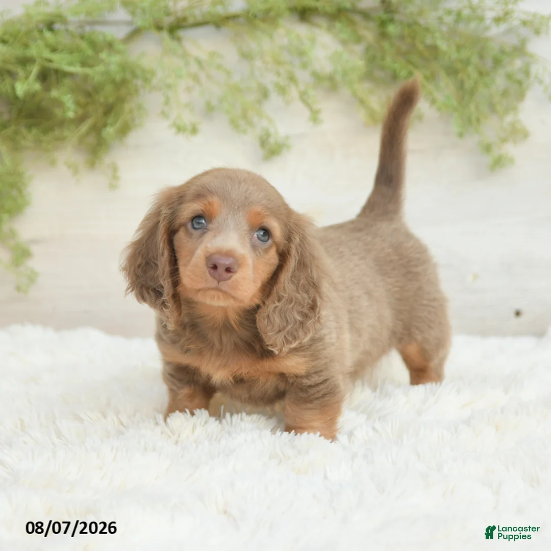 Miniature Dachshund dogs for sale: Luka - Ad 1