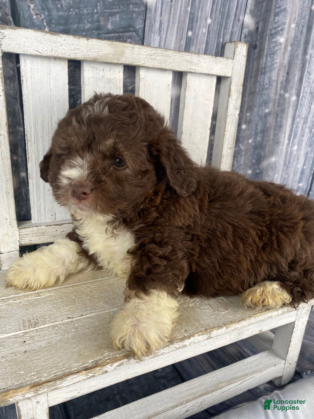 Mini Aussiedoodle dogs for sale: Ike - Ad 11