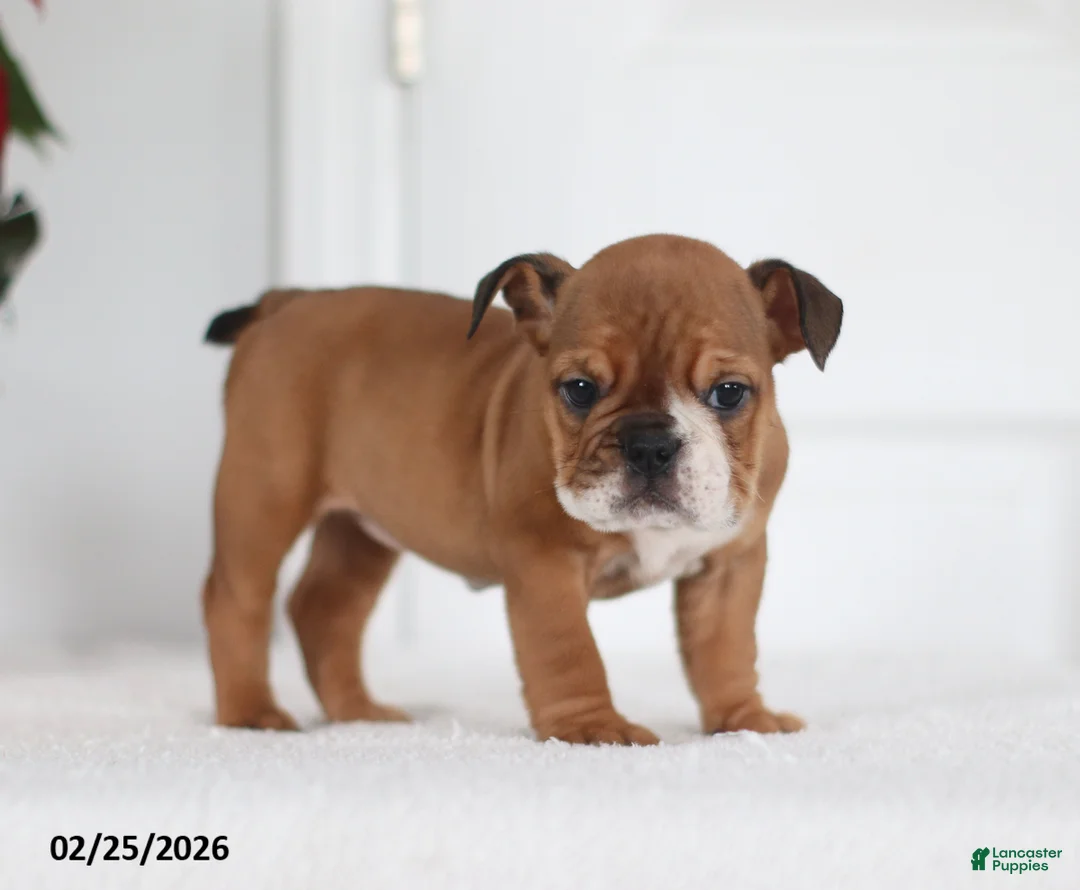 English Bulldog dogs for sale: Ruthee - Ad 4