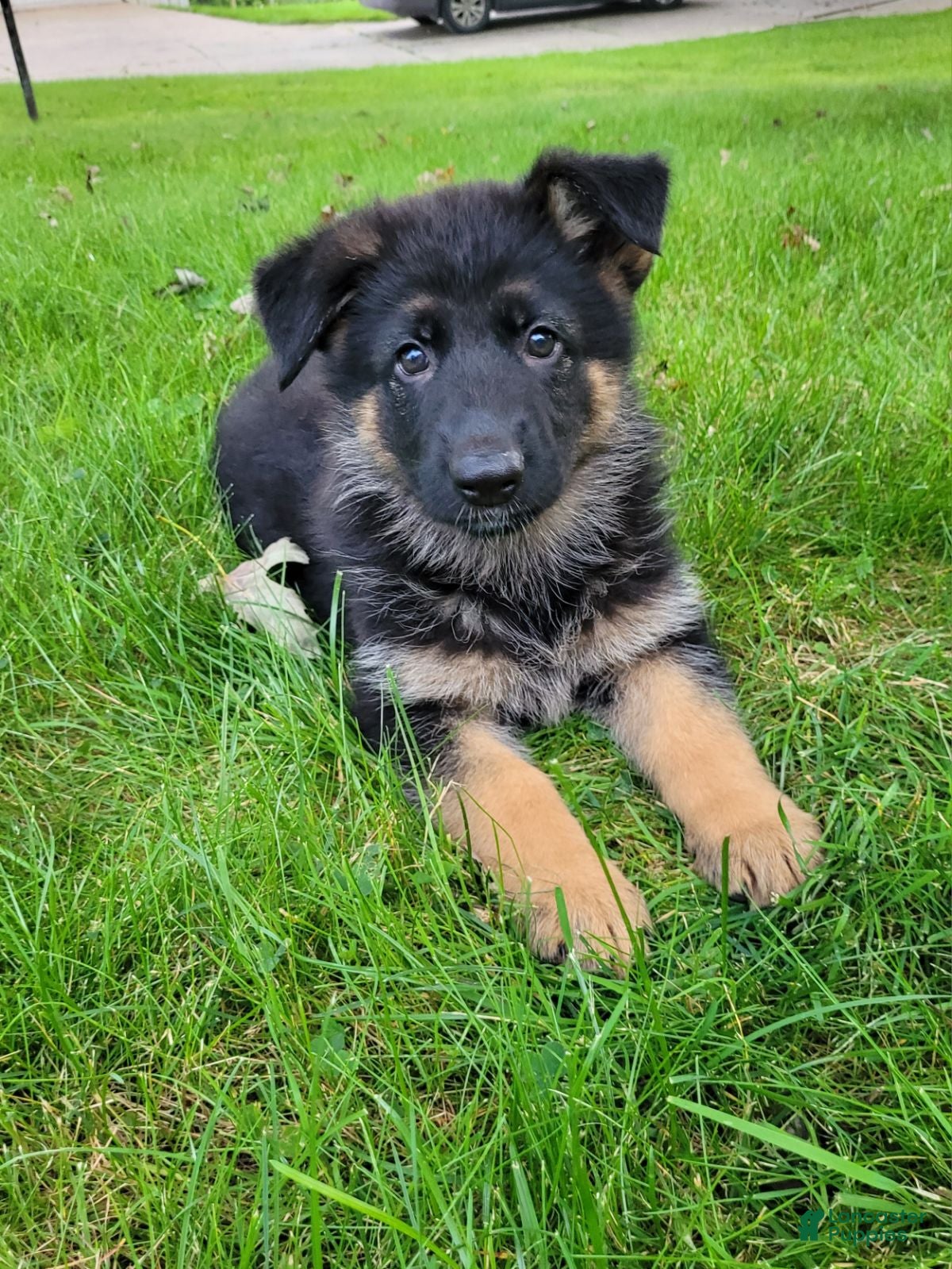 German Shepherd dogs Lucy - Ad 1