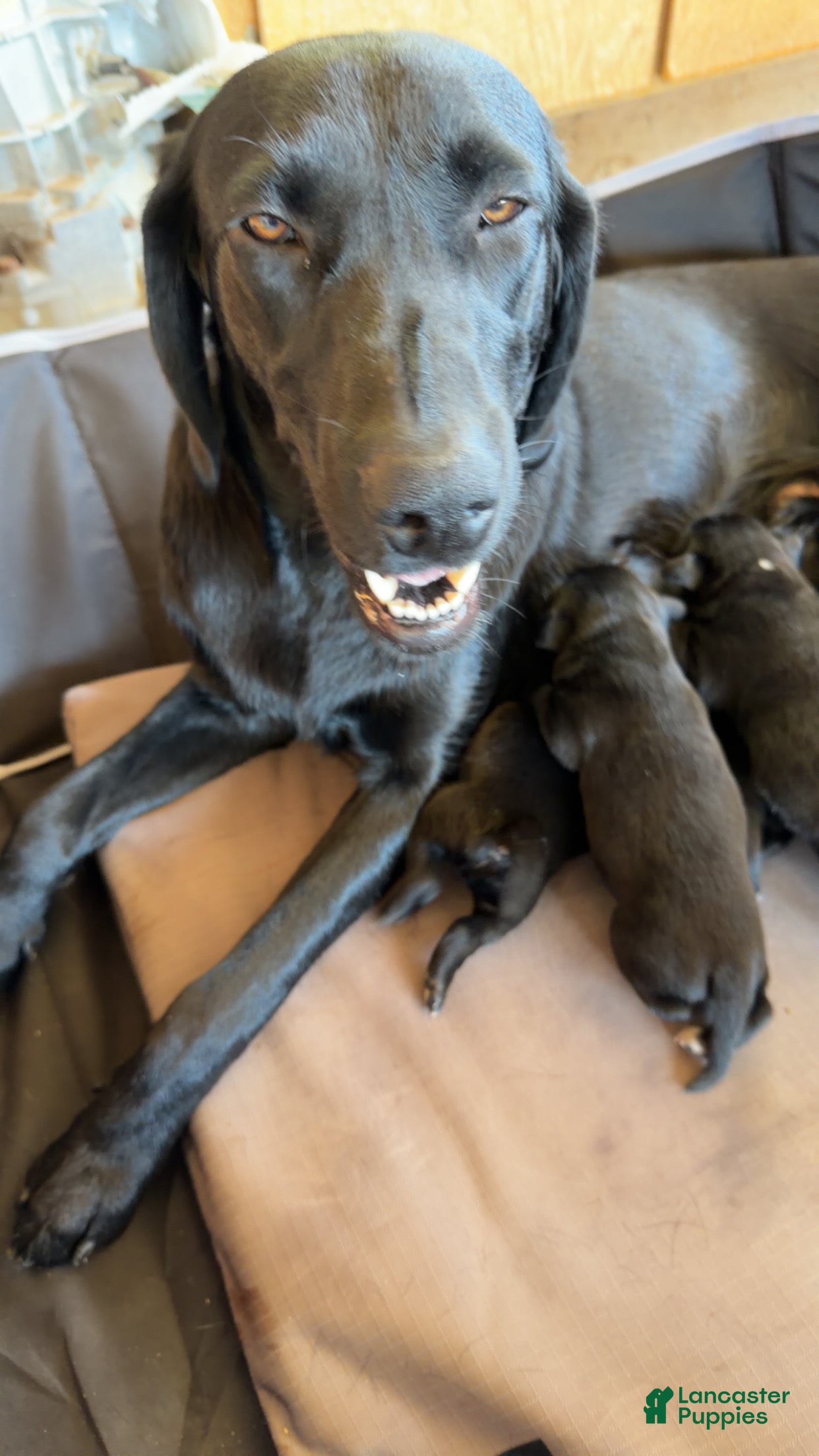 Mixed Breed dogs Mixed Breed 8 - Ad 1