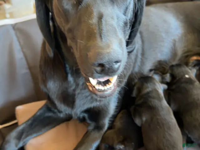 Mixed Breed dogs for sale: Mixed Breed 8 - Ad 1