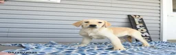 Goldador dogs for sale: Kiwi - Ad 2