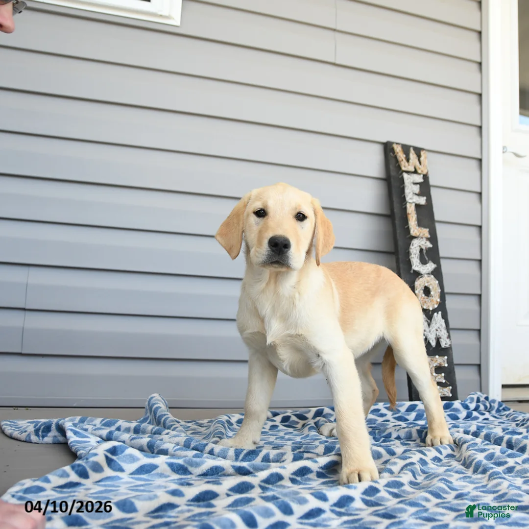 Goldador dogs for sale: Kiwi - Ad 2