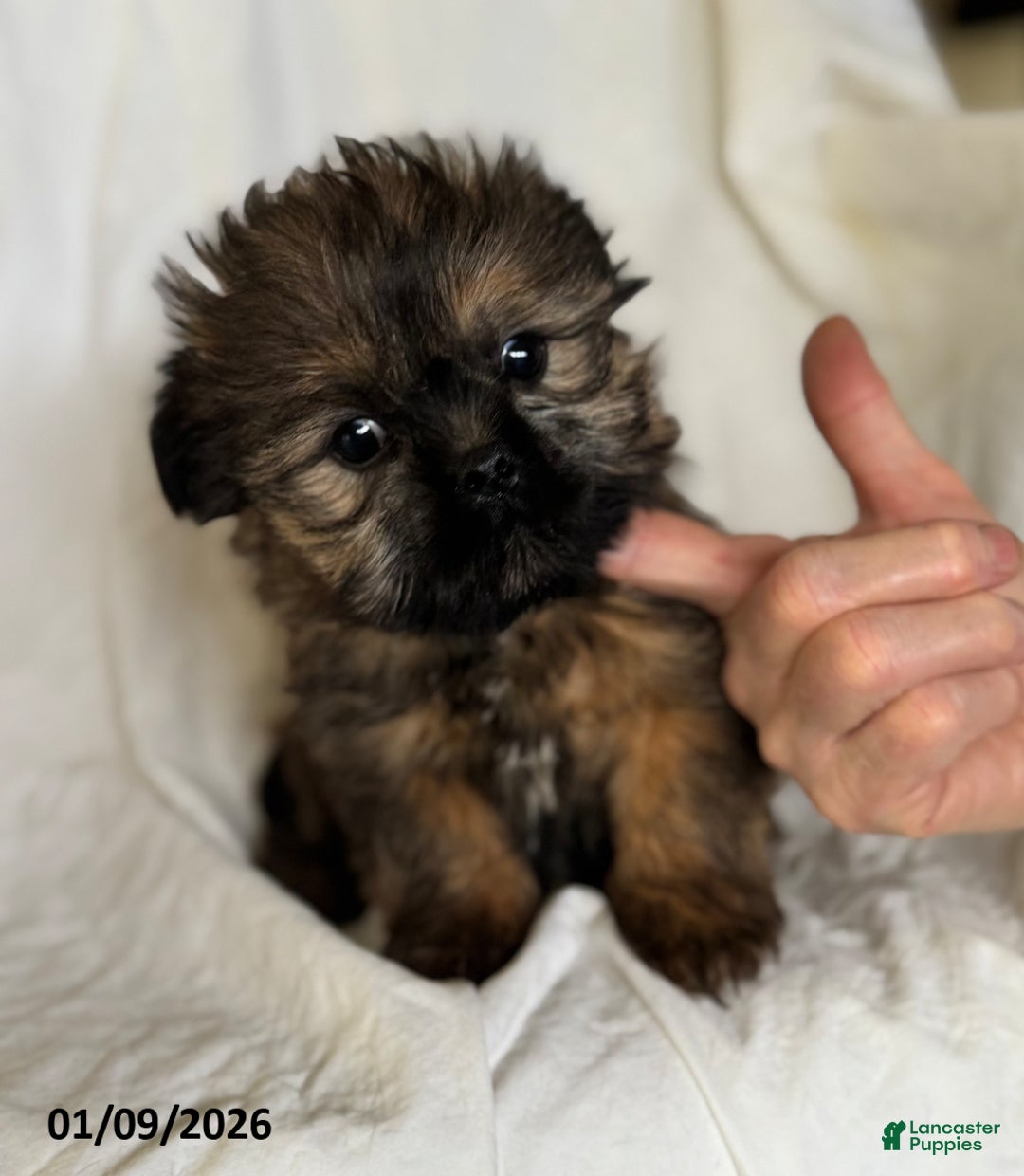 Shorkie dogs for sale: Benny - Ad 5