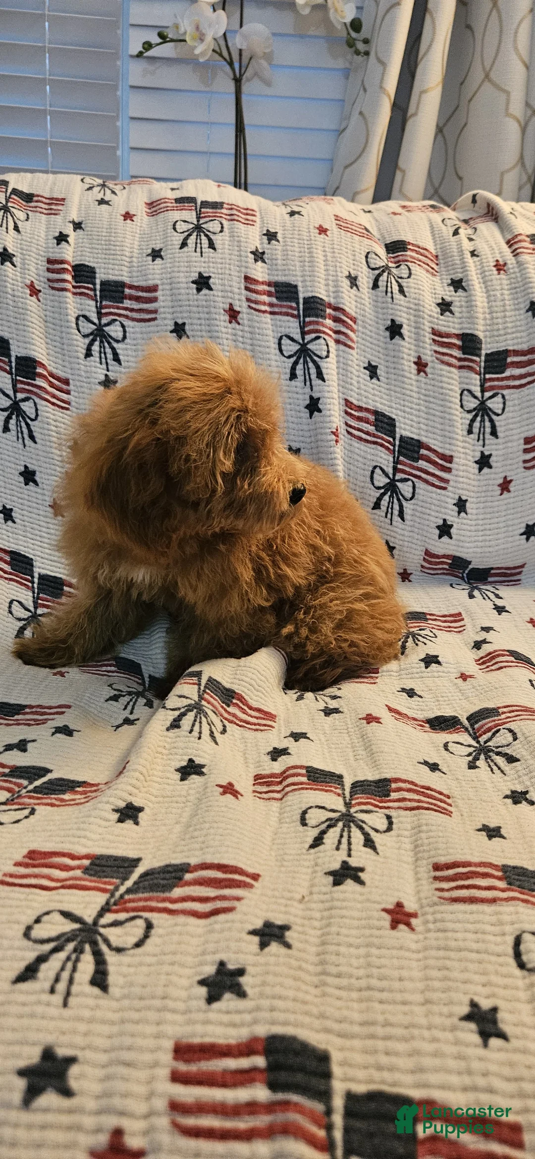 Toy Poodle dogs for sale: Mocha - Ad 2