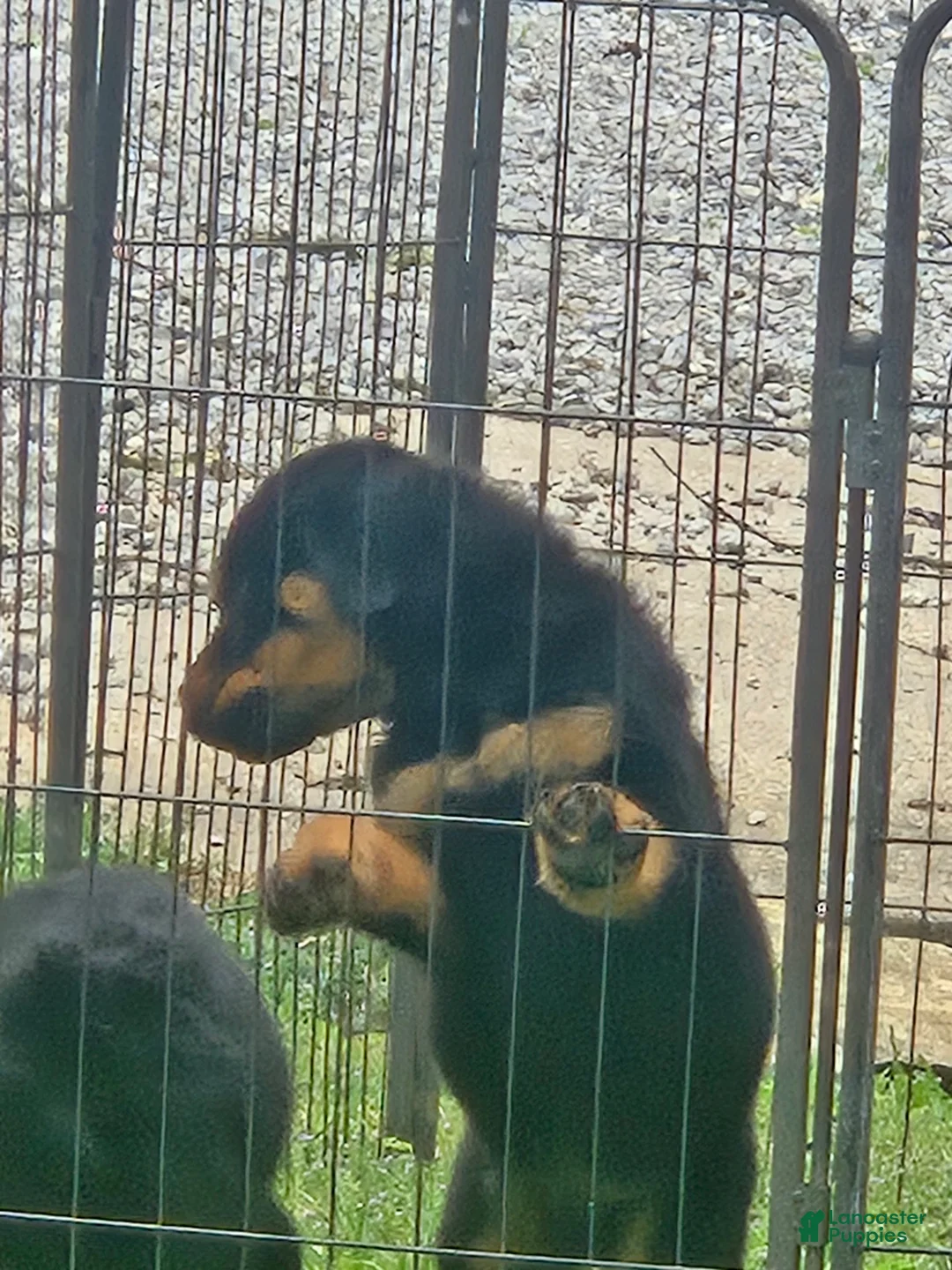 Rottweiler dogs for sale: Rottweiler Puppy 2 - Ad 2